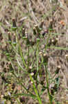 American burnweed